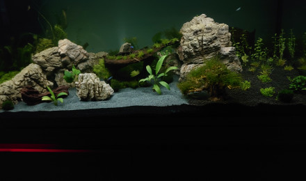 aquarium Aqua 1