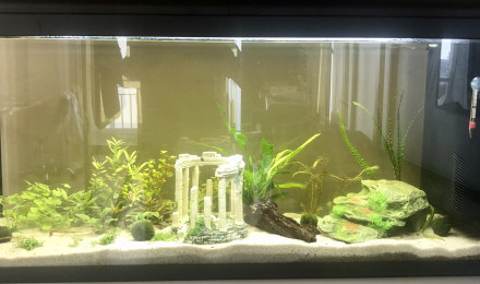 aquarium paul