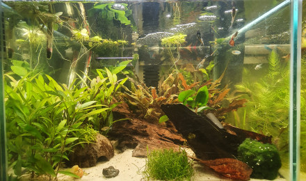 aquarium Cube 100L