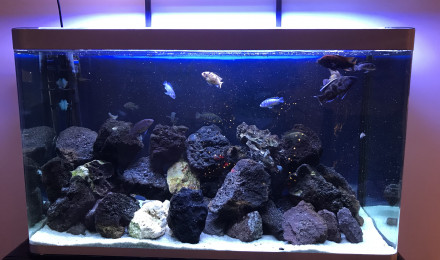 aquarium Malawi