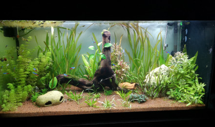 aquarium Aquarium 200 litre