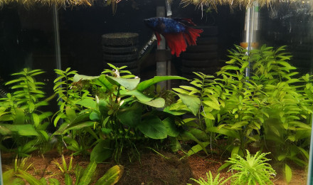 aquarium Aquarium betta 20 litres