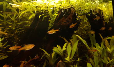 aquarium AquAmandae