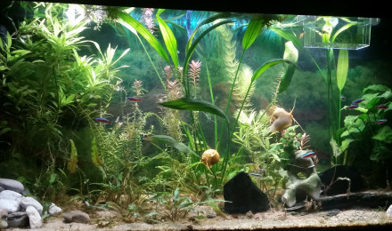 aquarium 240L