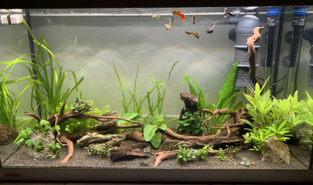 aquarium Aquarium 120l eheim