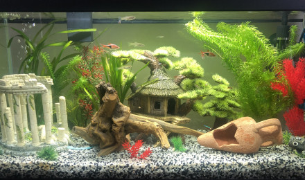aquarium Mixte 74L