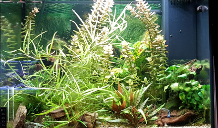 aquarium 120 litres Guppy
