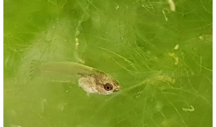 aquarium Bac reproduction Betta Splendens