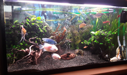 aquarium Cricri