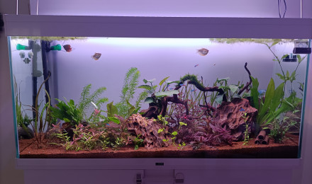 aquarium Petite graine de vie