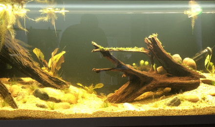 aquarium Amazonica 240L