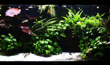 aquarium MOONLIGHT SHADOW