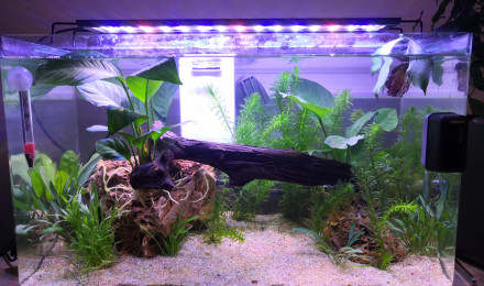 aquarium Betta splendens