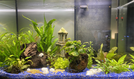 aquarium AquaFish