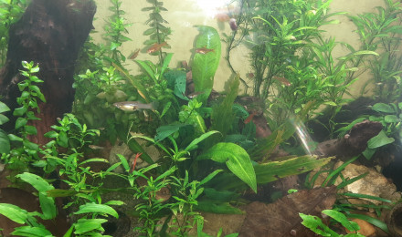aquarium 115l
