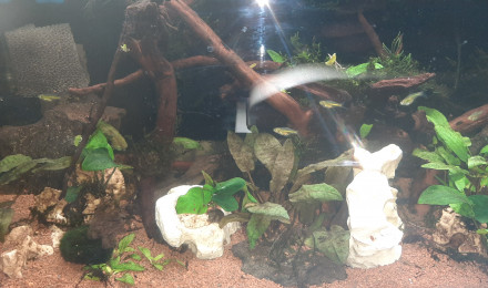 aquarium 60l