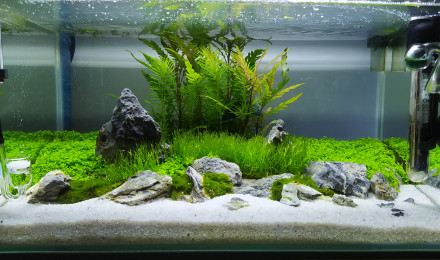 aquarium Betta - 23L