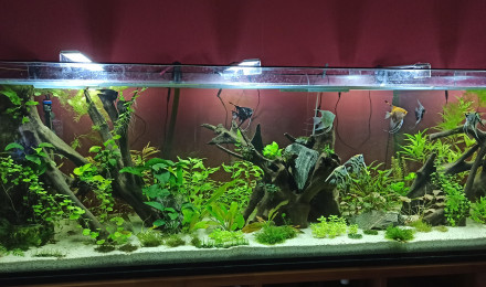 aquarium 1000L Scalaires