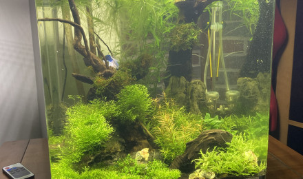 aquarium Dennerle nano 60 litres