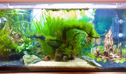 aquarium Le principal