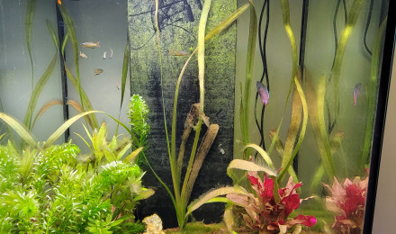 aquarium NATHAN1