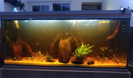 aquarium Communautaire 450 litre