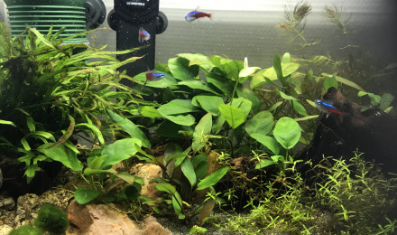 aquarium Tetra néon