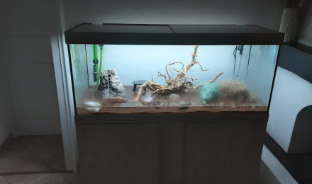 aquarium Biotope amazonien
