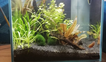 aquarium nano aquarium