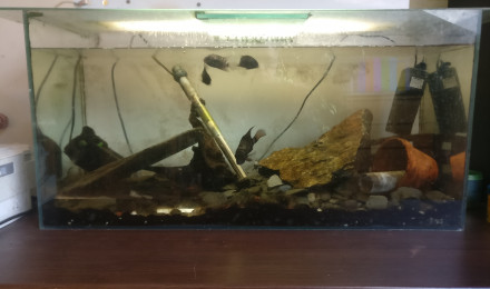 aquarium reproduction