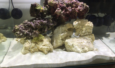 aquarium Mini Reef