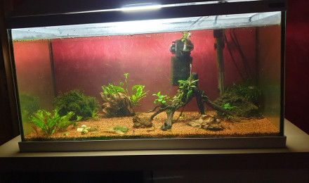 aquarium Aquarium communautaire 2