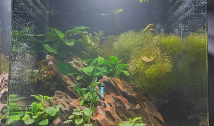 aquarium Nano2