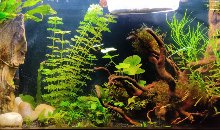 aquarium Spécial Killies