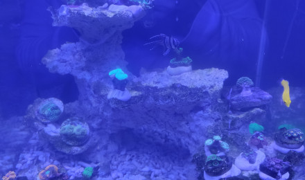 aquarium Nano