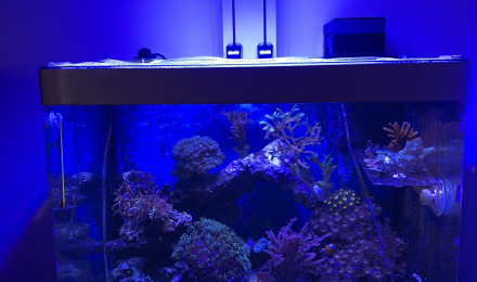 aquarium Osaka155 Récifal