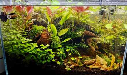 aquarium Tryscape microfish