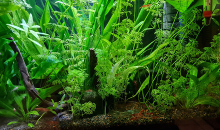 aquarium Bac crevettes