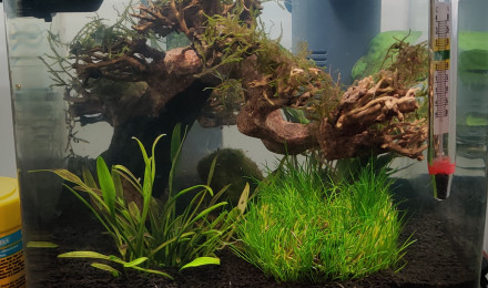 aquarium Nano 10L