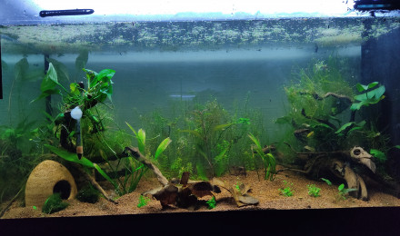 aquarium Attack on fish