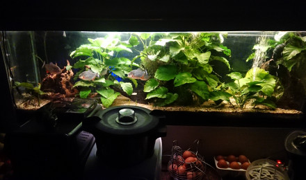 aquarium Piranhas