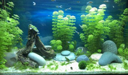 aquarium Sixties