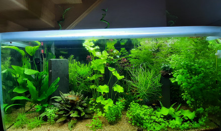 aquarium aqua thi