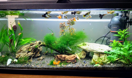 aquarium Aquarium