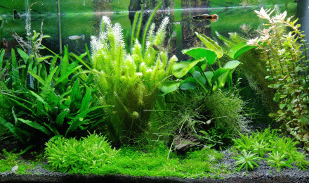 aquarium Jungle Ciano 60cm