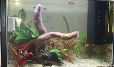 aquarium aqua bimba