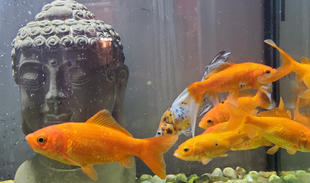 aquarium Poissons rouges