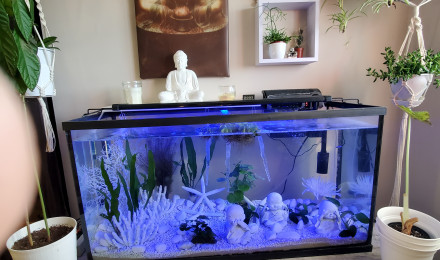 aquarium Télé travail