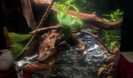 aquarium Crevettes yellow king kong