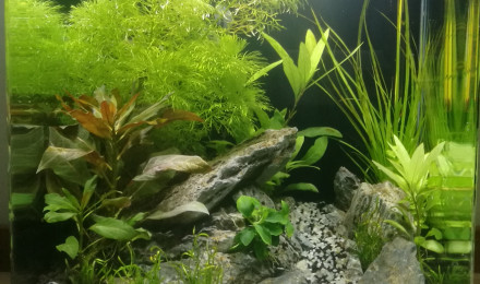 aquarium Nano 30l